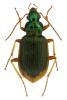 Chlaenius vestitus